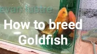 How to breed goldfish || Breeding Goldfish in natural way