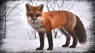 Narrative Featuring 20 Interesting Facts About The Red Fox