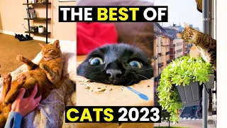 The BEST Cat MOMENTS Of 2023 | Top 98 Hilarious Cats!