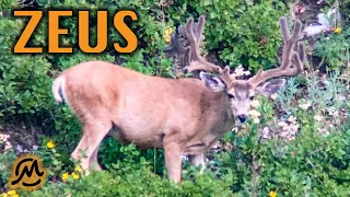 HUNTING ZEUS | 40" WIDE MULE DEER