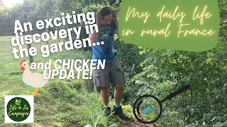An exciting discovery in the garden and chicken update! -  My Daily Life in Rural France - Ep 34