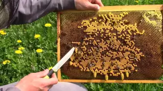 Stup fara matca ep.2 - despre selectia botcilor si inmultirea albinelor prin stolonare