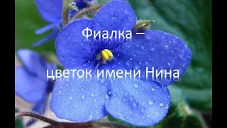 Фиалка цветок имени Нина