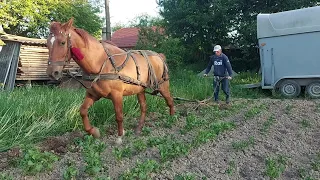 📺👍Розумна кобила🎓🥔 в хорошого господаря ✅️