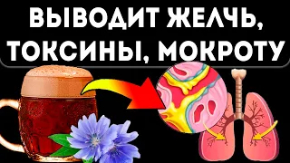 Вкус из детства, но действие… Квас из цикория чистит сосуды, кишечник, легкие и даже…