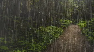 Rain in the forest path, sleep, relax, meditate, study, work, ASMR 숲속 빗소리 10분이내 숙면 bruits de pluie