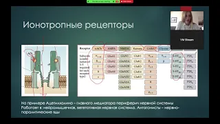 Нейротрансмиттеры и их рецепторы. Russian