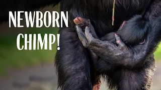 Adorable Baby Chimpanzee Born at Taronga Zoo Sydney!!!