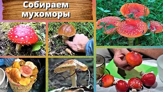 Собираем мухоморы. Очень вкусные грибы!