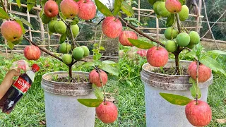 Amazing new technique; for reproducing mango trees in apples get fruit fast fast