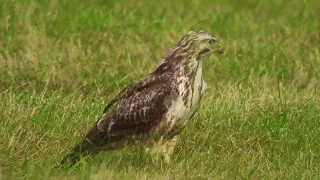 Digiscoping Swarovski Common Buzzard.