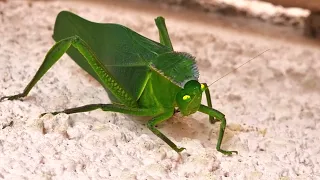 Steirodon validum, French Guiana