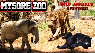 Mysore Zoo Virtual Tour | 6th Largest Zoo in India | One of the oldest தமிழ் @SimbaaVlogs