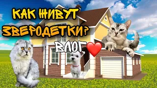 влог: РУМТУР ПО НАШЕМУ ДОМУ! КАК МЫ ЖИВЁМ С КОТАМИ?