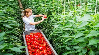 Amazing Greenhouse Bell pepper Farming - Modern Greenhouse Agriculture Technology