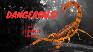 Top 10 most VENOMOUS animals