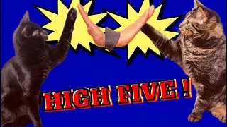 HOW TO TEACH YOUR CAT TO GIVE A HIGH FIVE BY CLICKER TRAINING