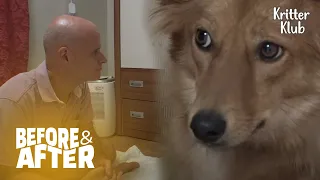 Dog Thought All Humans Were Monsters Until He Met Ron (Part 2) | Before & After Makeover Ep 21