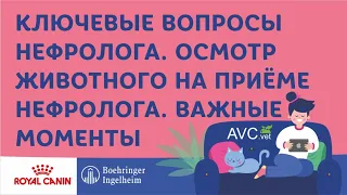 Ключевые вопросы нефролога. Осмотр животного на приеме нефролога.