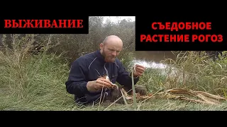 💥КАК ЕДЯТ РОГОЗ ?💥