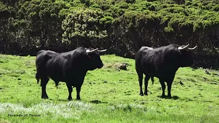 JG Ranch - The Wild Bulls - Terceira Island - Azores