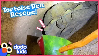 Can Rescuers Use A Watermelon To Save Dogs Stuck In A Tortoise Den? | Dodo Kids | Rescued!