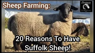 Sheep Farming: 20+ Reasons To Have Suffolk Sheep! |April 2022