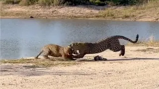 Leopard mother fights her cub