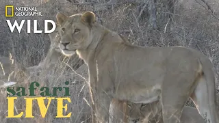 Safari Live - Day 217 | Nat Geo Wild