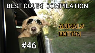 СМЕШНЫЕ КУБЫ #46-СМЕШНЫЕ ЖИВОТНЫЕ 2023-ПРИКОЛЫ-Funny Animals Videos Compilation - Funniest Animals