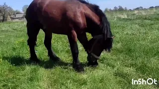 ЛОШАДИ ТЯЖЕЛОВОЗЫ КОНЕВОДА АЛЕКСЕЯ