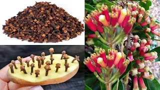 How to grow clove plant at home // how to grow clove plant from seed