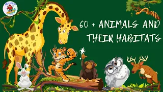 Discover the Fascinating World of 60+ Wild Animals and Their Habitats | Animal  Learning for kids