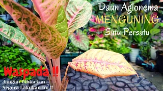 Jangan Biarkan Daun Aglonema Menguning Satu Persatu | Ini Penyebab dan Solusinya