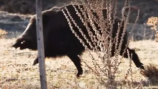 GIANT WILD BOAR HUNTS - DEVASA AZILI DOMUZ AVLARI -  CHASSE AU SANGLIER