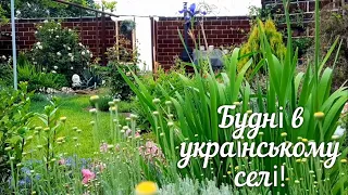 КОМПОТ З ЧЕРЕШНІ НА ЗИМУ. ПІДГОРНУЛИ І ОБРОБИЛИ КАРТОПЛЮ. КВІТУЮТЬ НОВІ ТРОЯНДИ. УКРАЇНСЬКЕ СЕЛО.