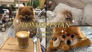 POMERANIANS: The Pocket Sized Powerhouse