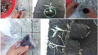 How to propagate the olive tree by cuttings