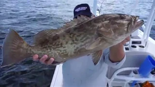 Fishing in Tampa Bay for Big Grouper and Snapper