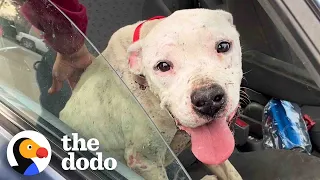 Abandoned Pittie Has The Best Reaction To Getting Adopted | The Dodo Pittie Nation