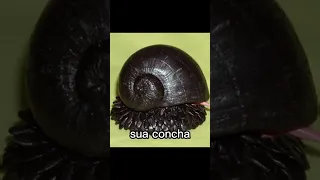 caracol de vulcão