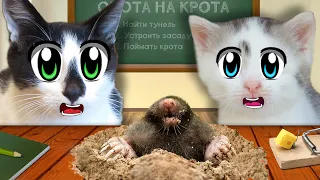 ЧЕЛЛЕНДЖ для КОТОВ на ЛОВКОСТЬ! 24 ЧАСА в ШКОЛЕ КОТОВ! СМЕШНОЙ РОЗЫГРЫШ над КОТИКАМИ