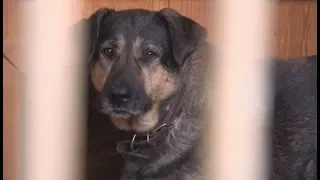 Приют для бездомных собак в «Русском алмазе»