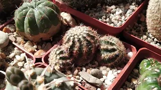 Кактусы.Цветение Echinocereus.