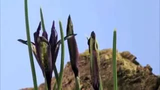 Time-Lapse Tour: Blossoming of an Iris | Encyclopaedia Britannica