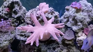 soft corals