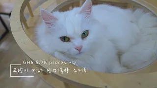 고양이 카페 스케치(GH6 5.7K prores HQ test)