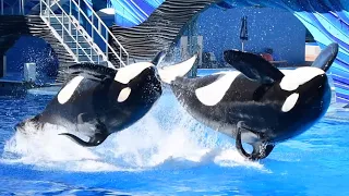 Orca Encounter (Full Show) - SeaWorld Orlando - May 27, 2023