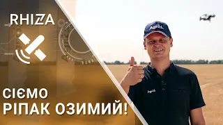 ПІТ: сіємо ріпак озимий!