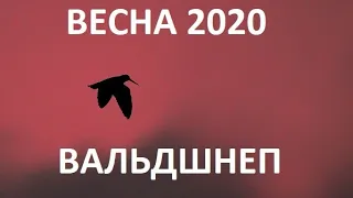 ВЕСЕННЯЯ ОХОТА 2020. ВАЛЬДШНЕП.